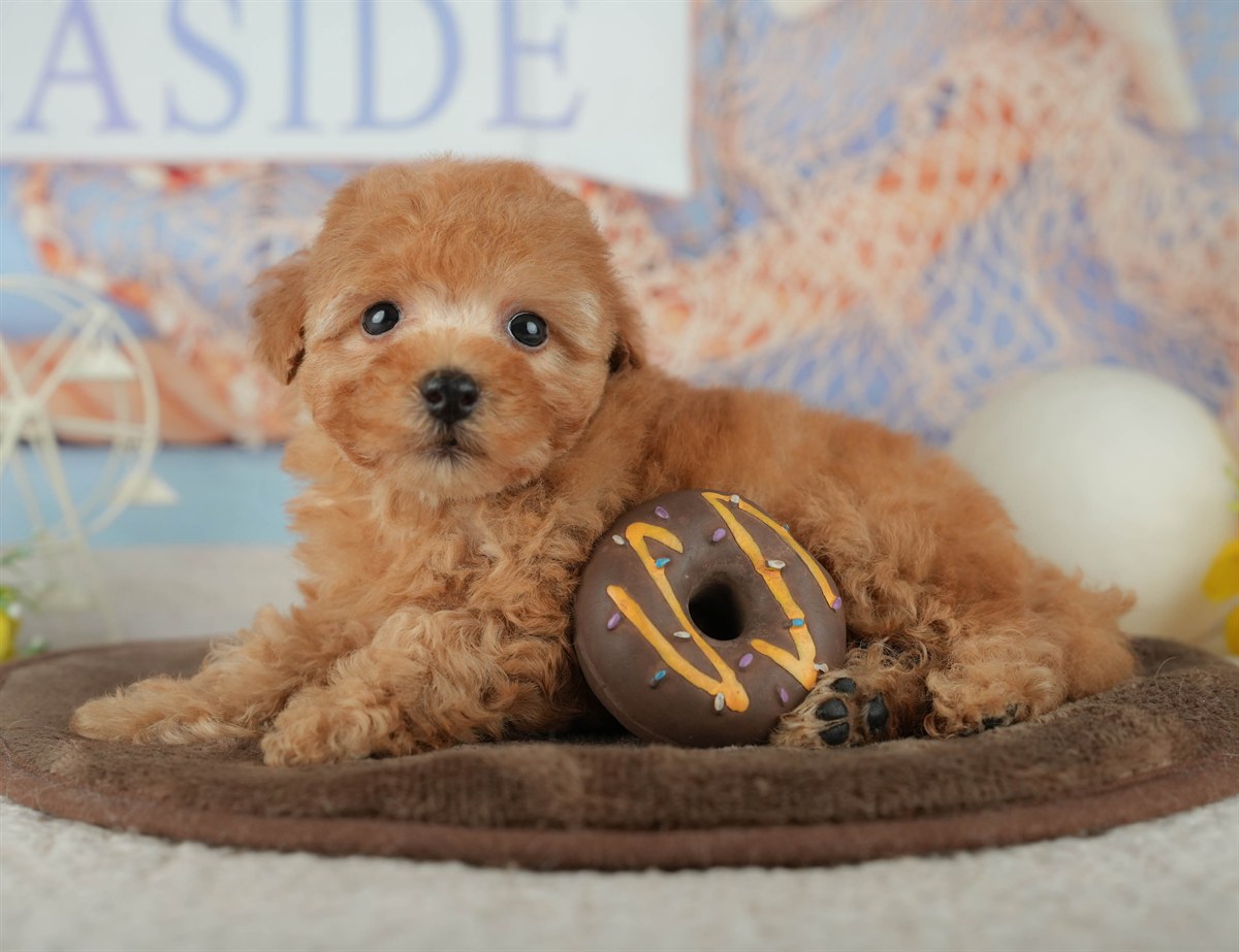 トイ・プードル | 男の子 | アプリコット | 2026年2月16日（ID:dog-200015592）