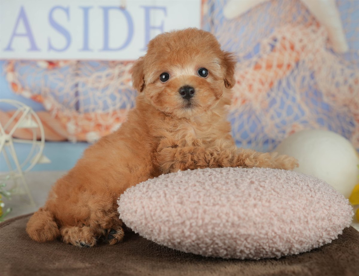 トイ・プードル | 男の子 | アプリコット | 2026年2月16日（ID:dog-200015592）