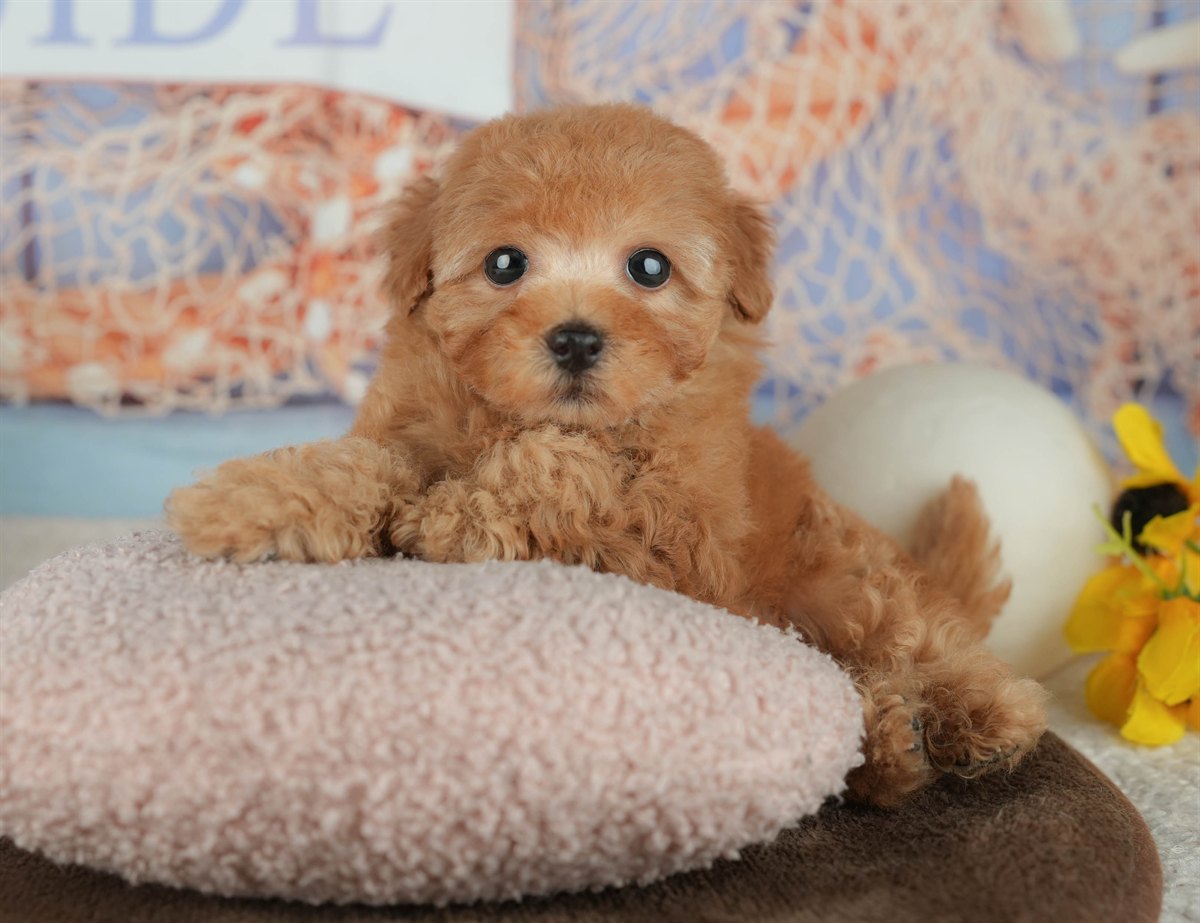 トイ・プードル | 男の子 | アプリコット | 2026年2月16日（ID:dog-200015592）