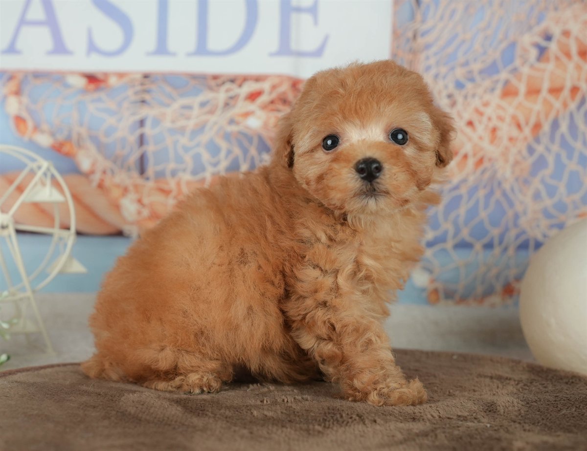 トイ・プードル | 男の子 | アプリコット | 2026年2月16日（ID:dog-200015592）