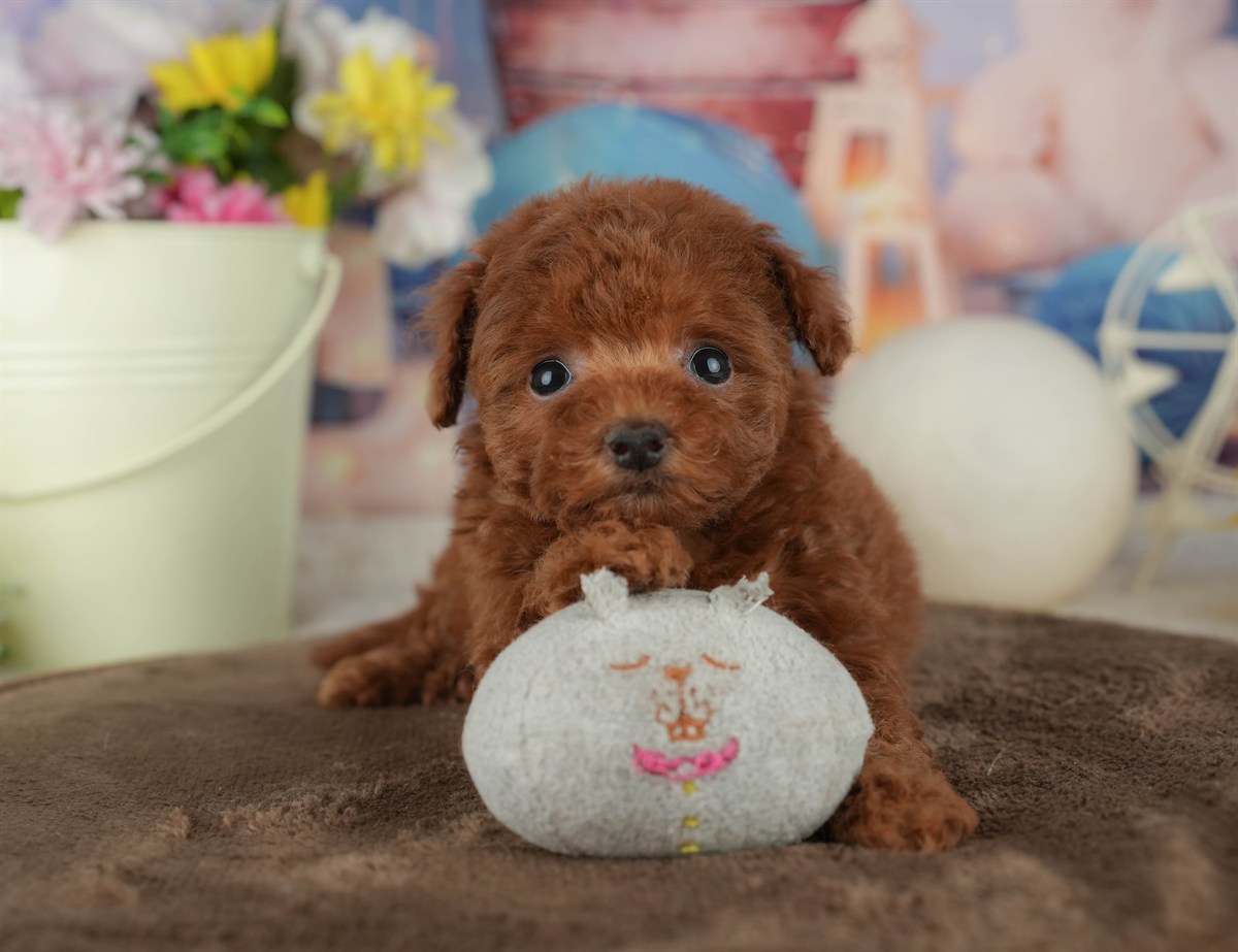 トイ・プードル | 女の子 | レッド | 2026年2月16日（ID:dog-200015593）