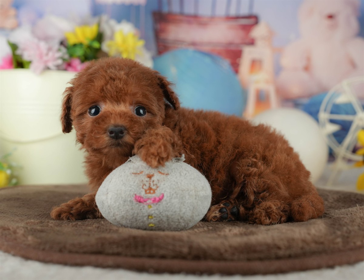 トイ・プードル | 女の子 | レッド | 2026年2月16日（ID:dog-200015593）