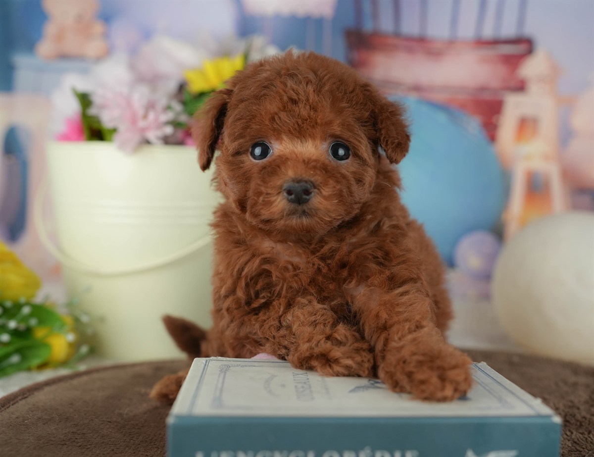 トイ・プードル | 女の子 | レッド | 2026年2月16日（ID:dog-200015593）