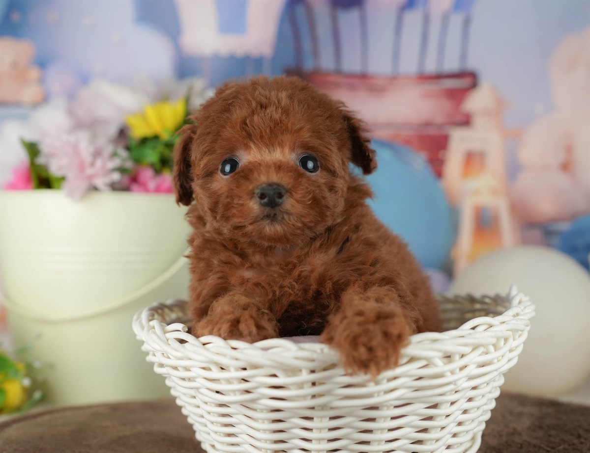 トイ・プードル | 女の子 | レッド | 2026年2月16日（ID:dog-200015593）