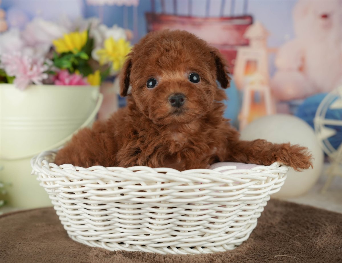 トイ・プードル | 女の子 | レッド | 2026年2月16日（ID:dog-200015593）