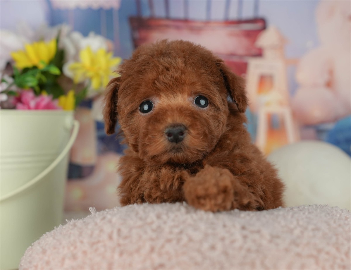 トイ・プードル | 女の子 | レッド | 2026年2月16日（ID:dog-200015593）