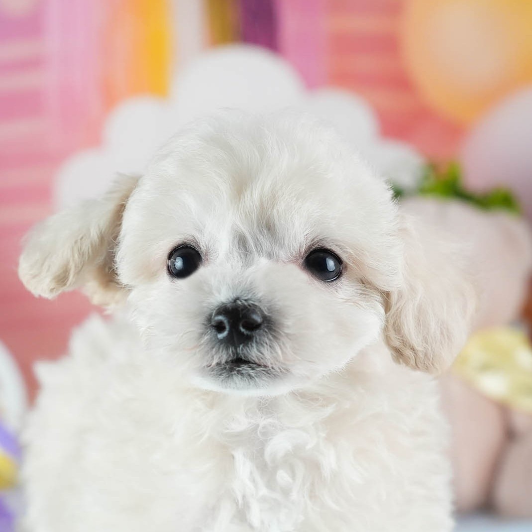 ビションプー | 男の子 | クリーム | 2026年2月16日（ID:dog-200015594）