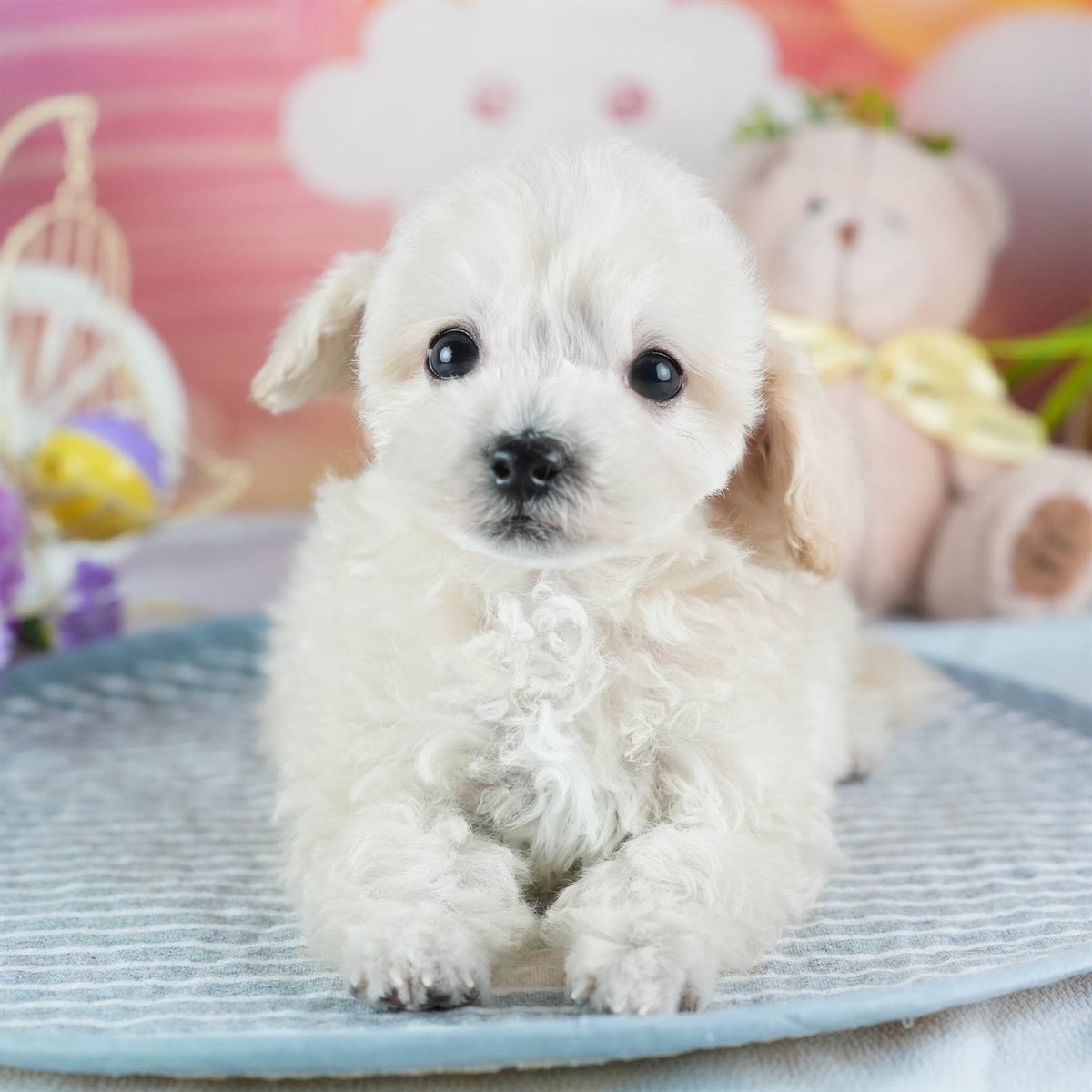 ビションプー | 男の子 | クリーム | 2026年2月16日（ID:dog-200015594）