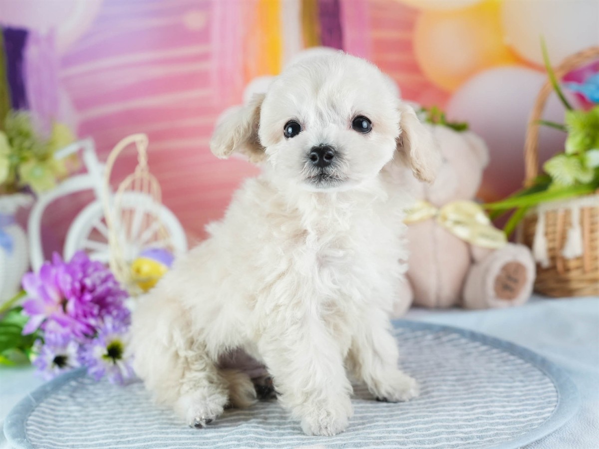 ビションプー | 男の子 | クリーム | 2026年2月16日（ID:dog-200015594）