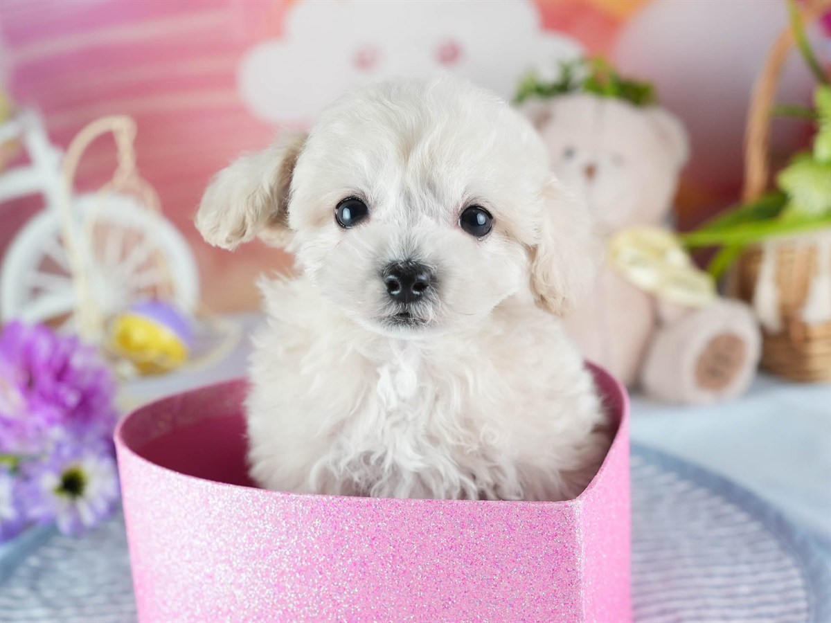 ビションプー | 男の子 | クリーム | 2026年2月16日（ID:dog-200015594）