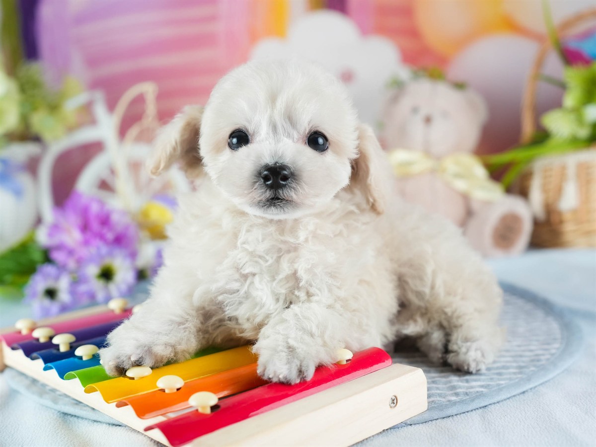 ビションプー | 男の子 | クリーム | 2026年2月16日（ID:dog-200015594）