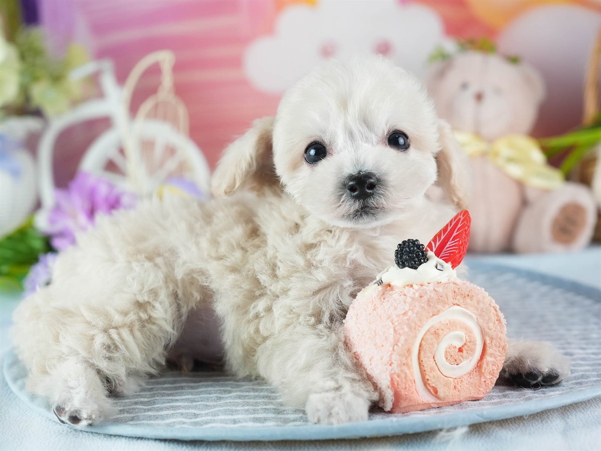 ビションプー | 男の子 | クリーム | 2026年2月16日（ID:dog-200015594）