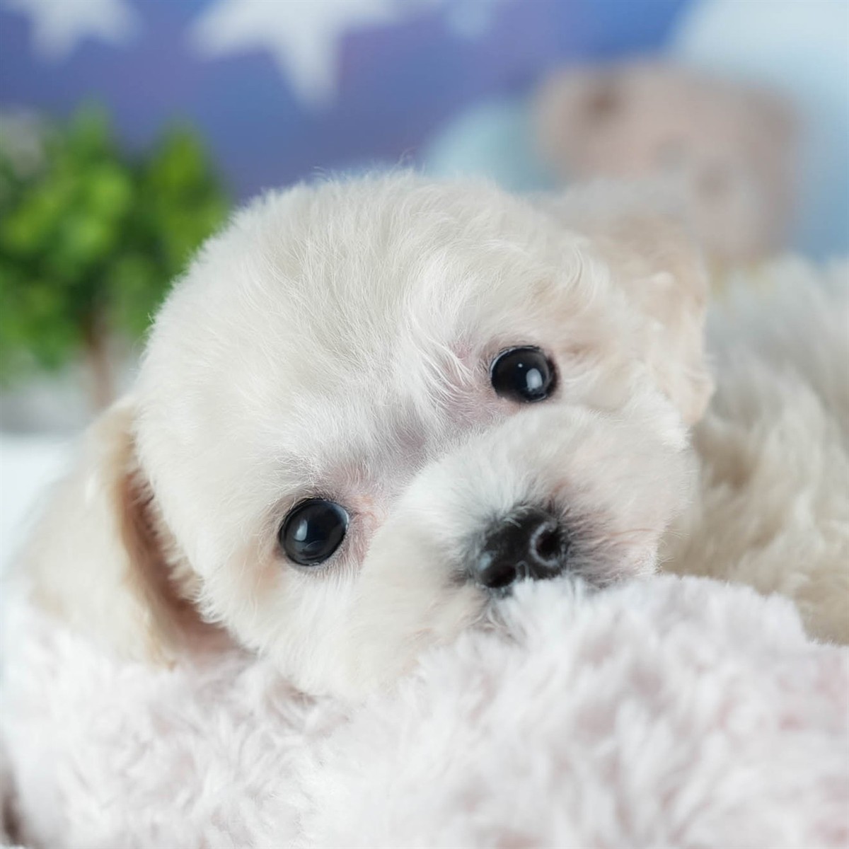 ビションプー | 女の子 | クリーム | 2026年2月16日（ID:dog-200015595）