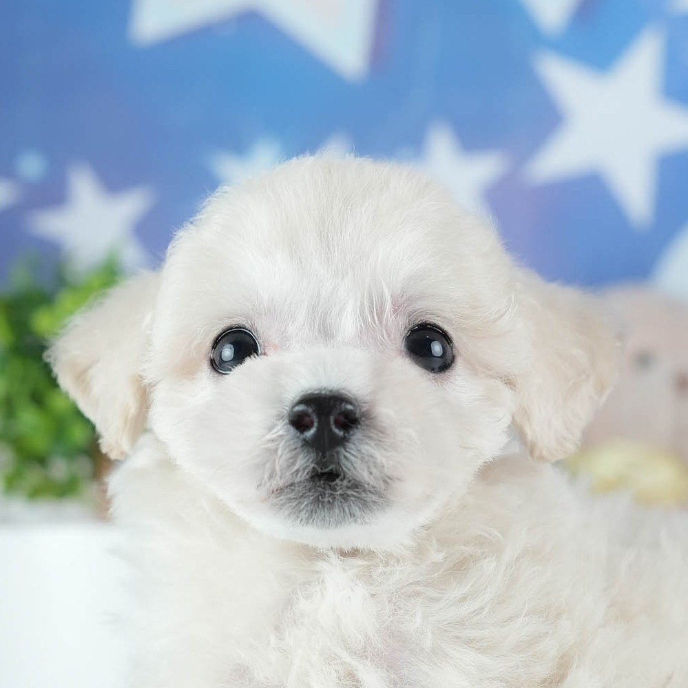 ビションプー | 女の子 | クリーム | 2026年2月16日（ID:dog-200015595）