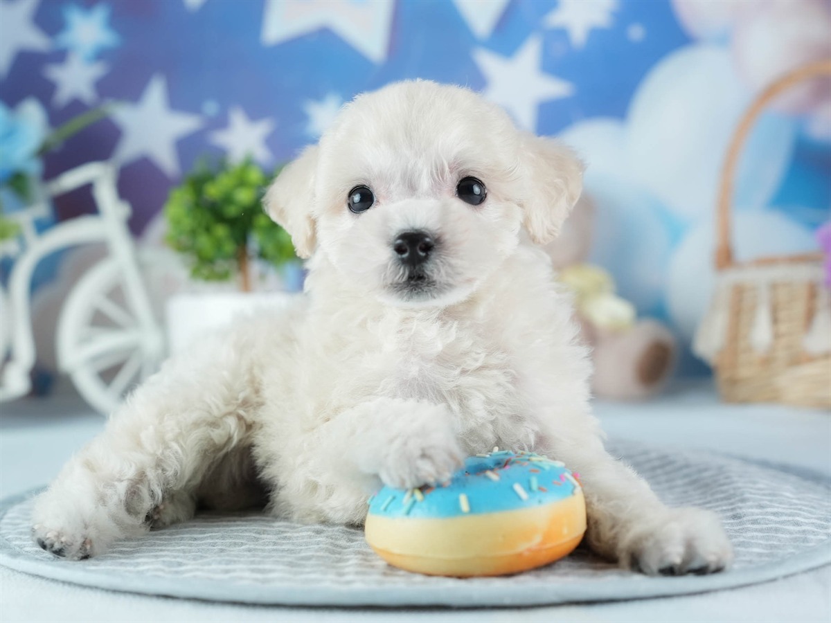 ビションプー | 女の子 | クリーム | 2026年2月16日（ID:dog-200015595）