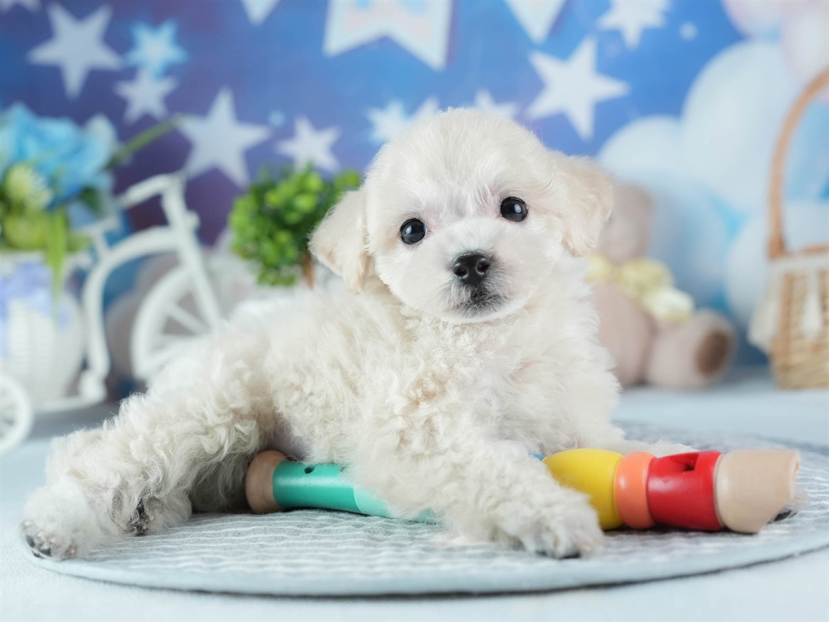 ビションプー | 女の子 | クリーム | 2026年2月16日（ID:dog-200015595）