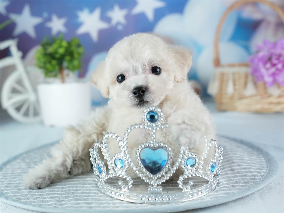 ビションプー | 女の子 | クリーム | 2026年2月16日（ID:dog-200015595）