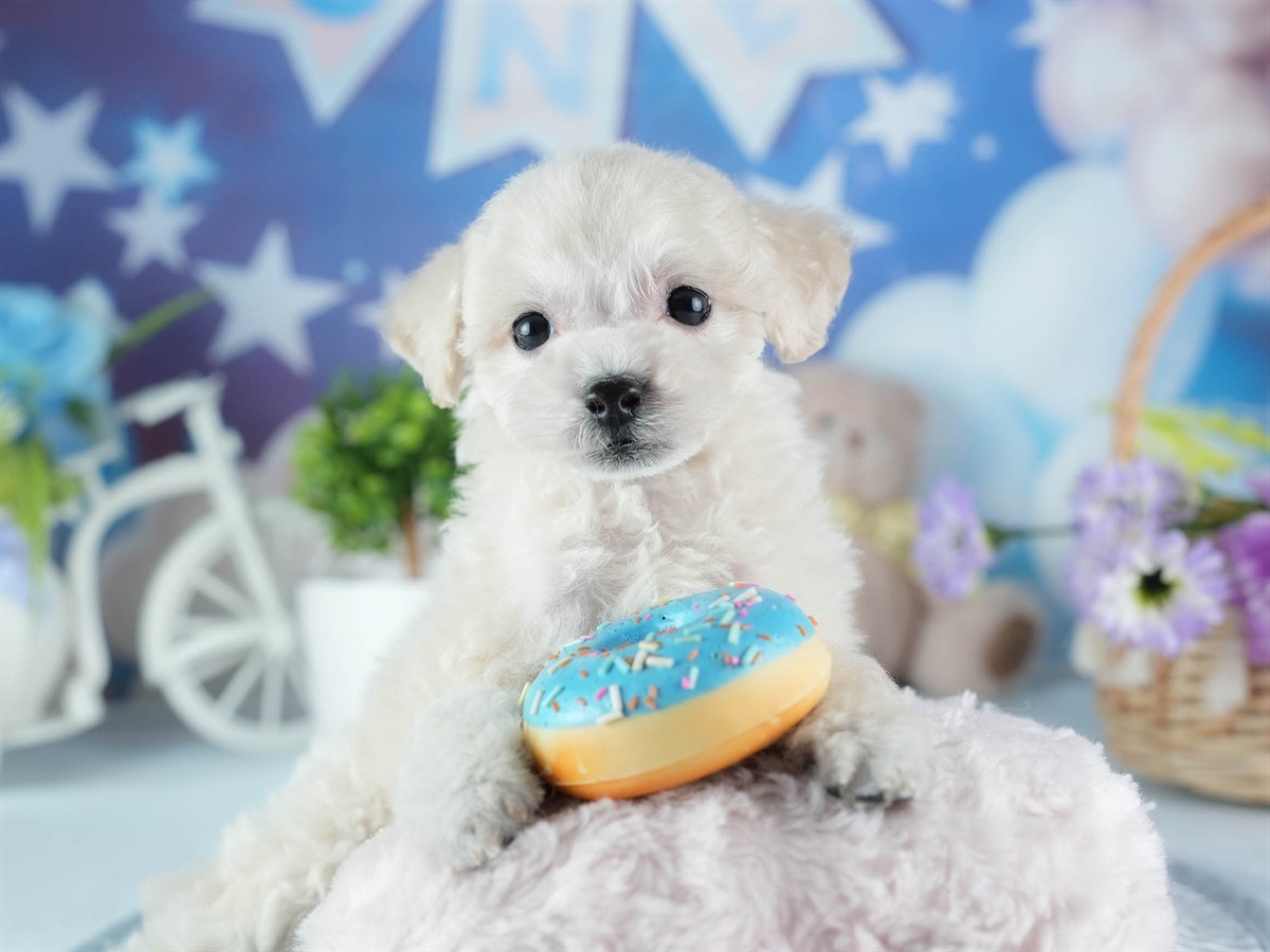 ビションプー | 女の子 | クリーム | 2026年2月16日（ID:dog-200015595）