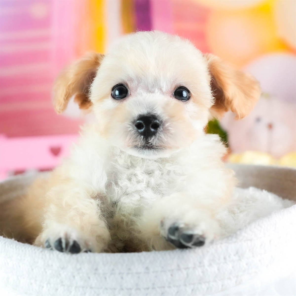 ビションプー | 男の子 | クリーム | 2026年2月16日（ID:dog-200015596）