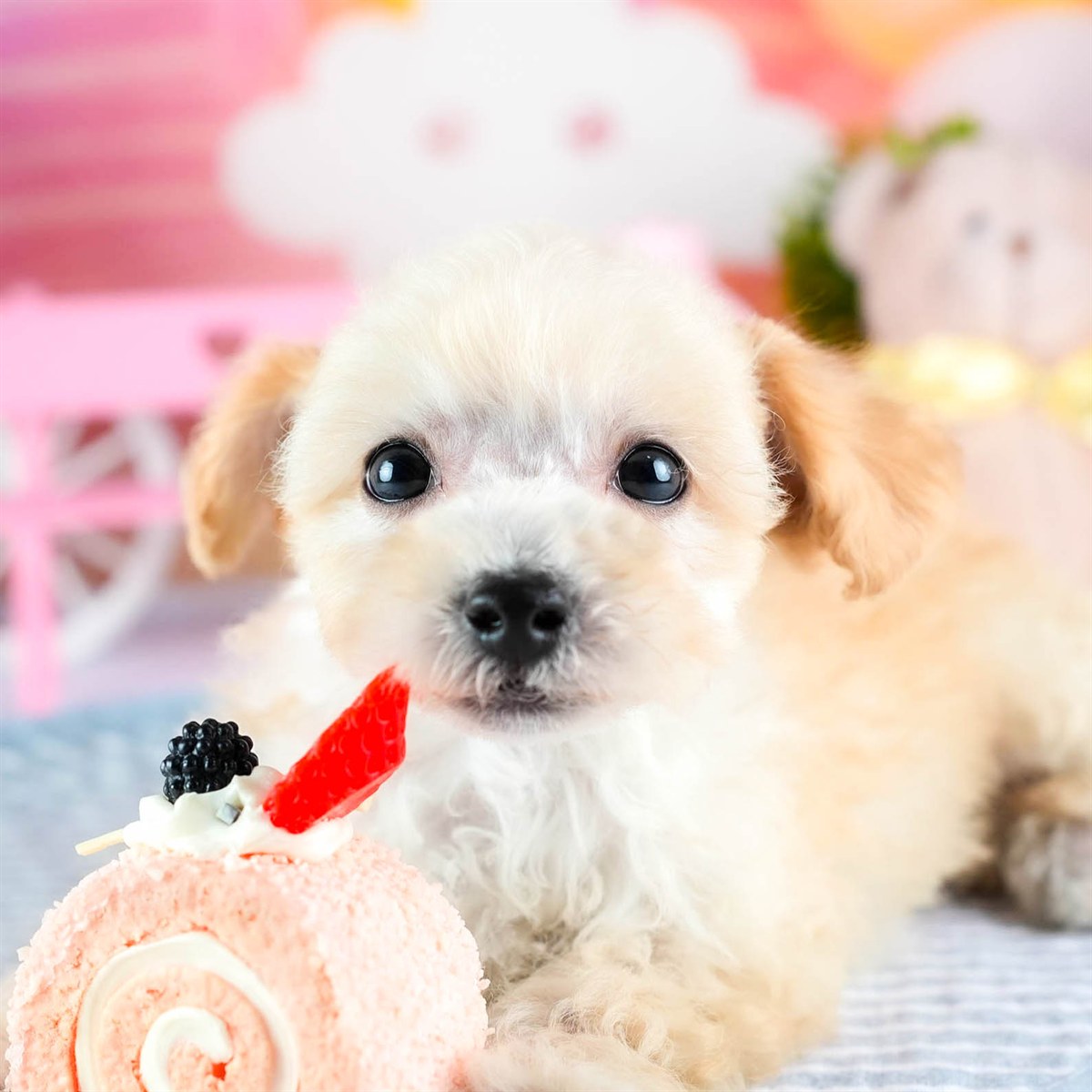 ビションプー | 男の子 | クリーム | 2026年2月16日（ID:dog-200015596）