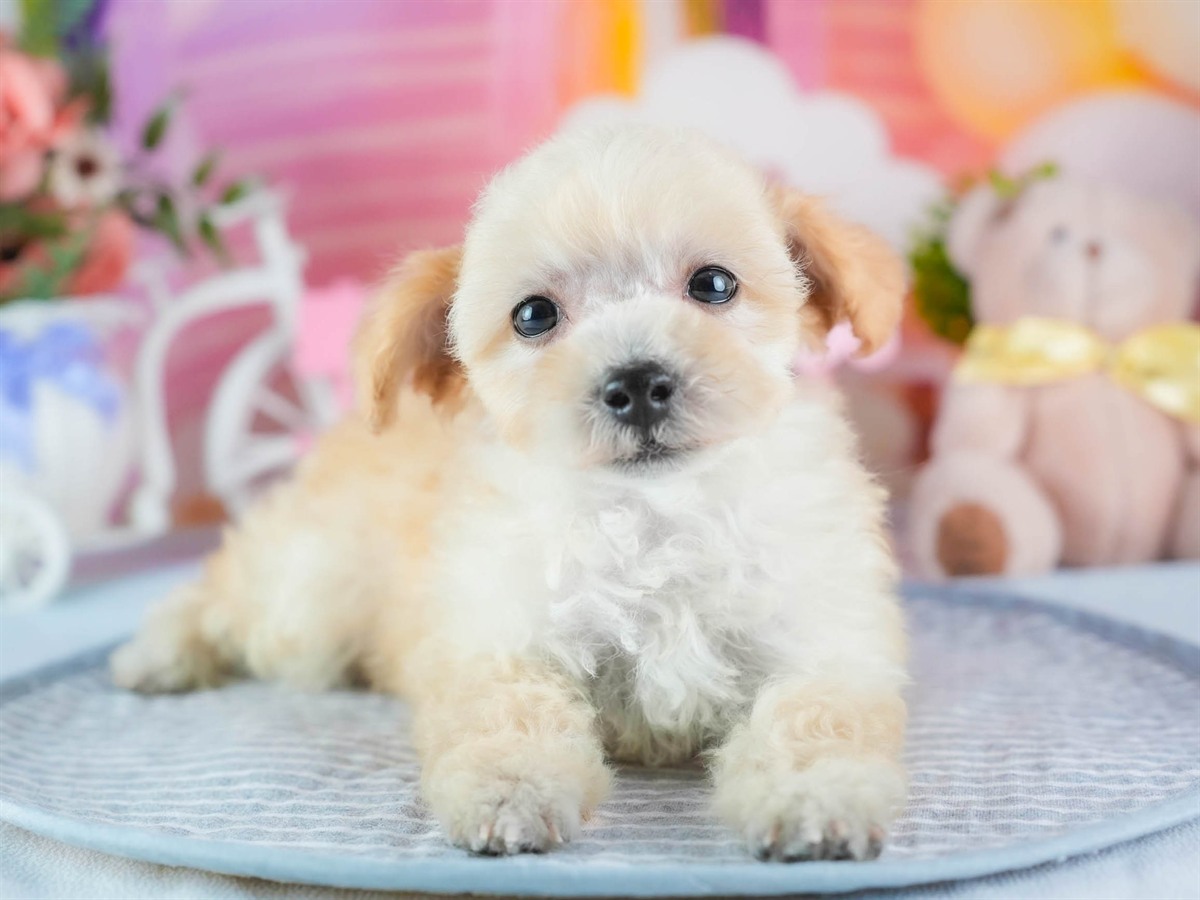 ビションプー | 男の子 | クリーム | 2026年2月16日（ID:dog-200015596）