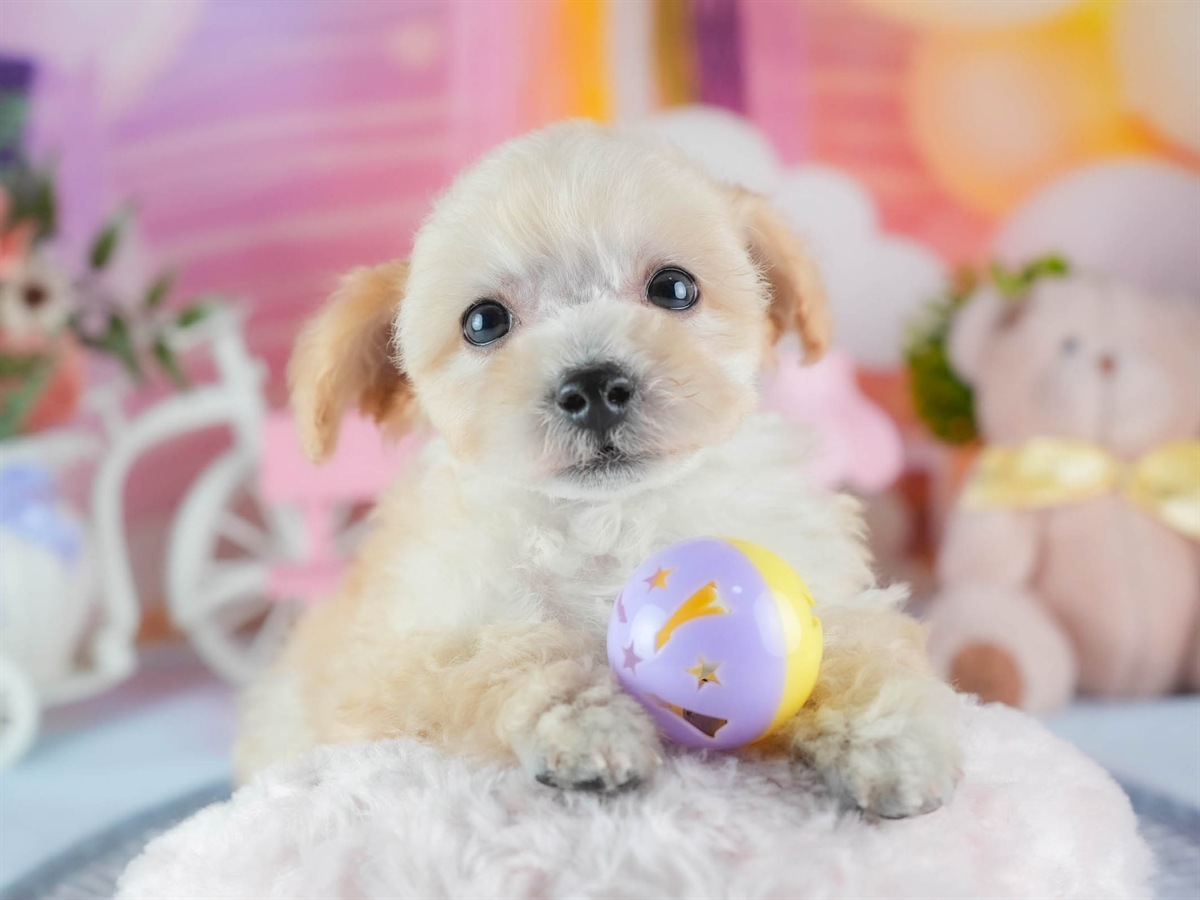 ビションプー | 男の子 | クリーム | 2026年2月16日（ID:dog-200015596）