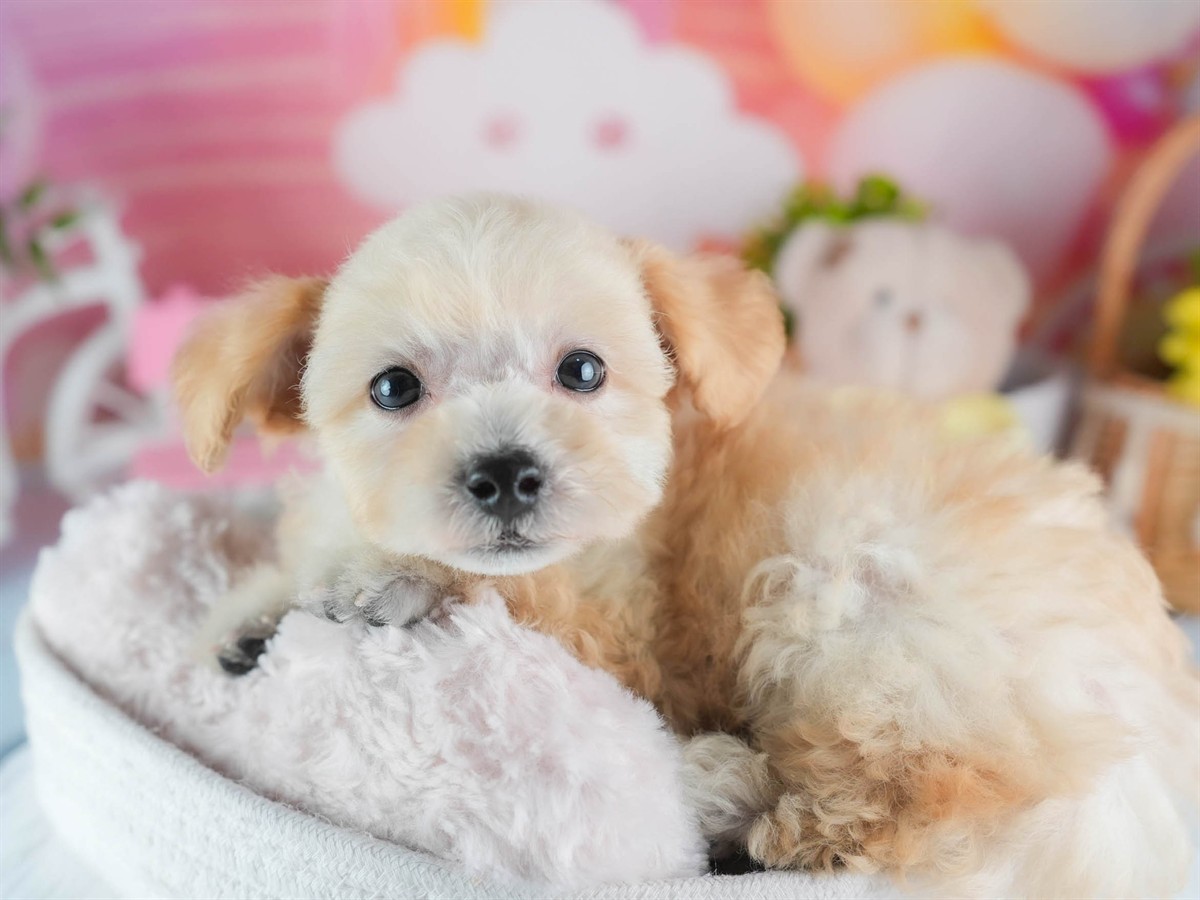 ビションプー | 男の子 | クリーム | 2026年2月16日（ID:dog-200015596）