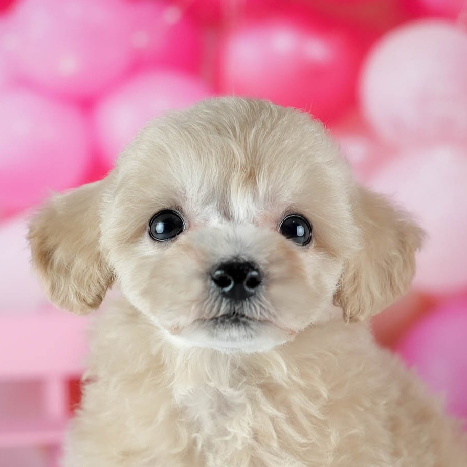 ビションプー | 女の子 | アプリコット | 2026年2月16日（ID:dog-200015597）