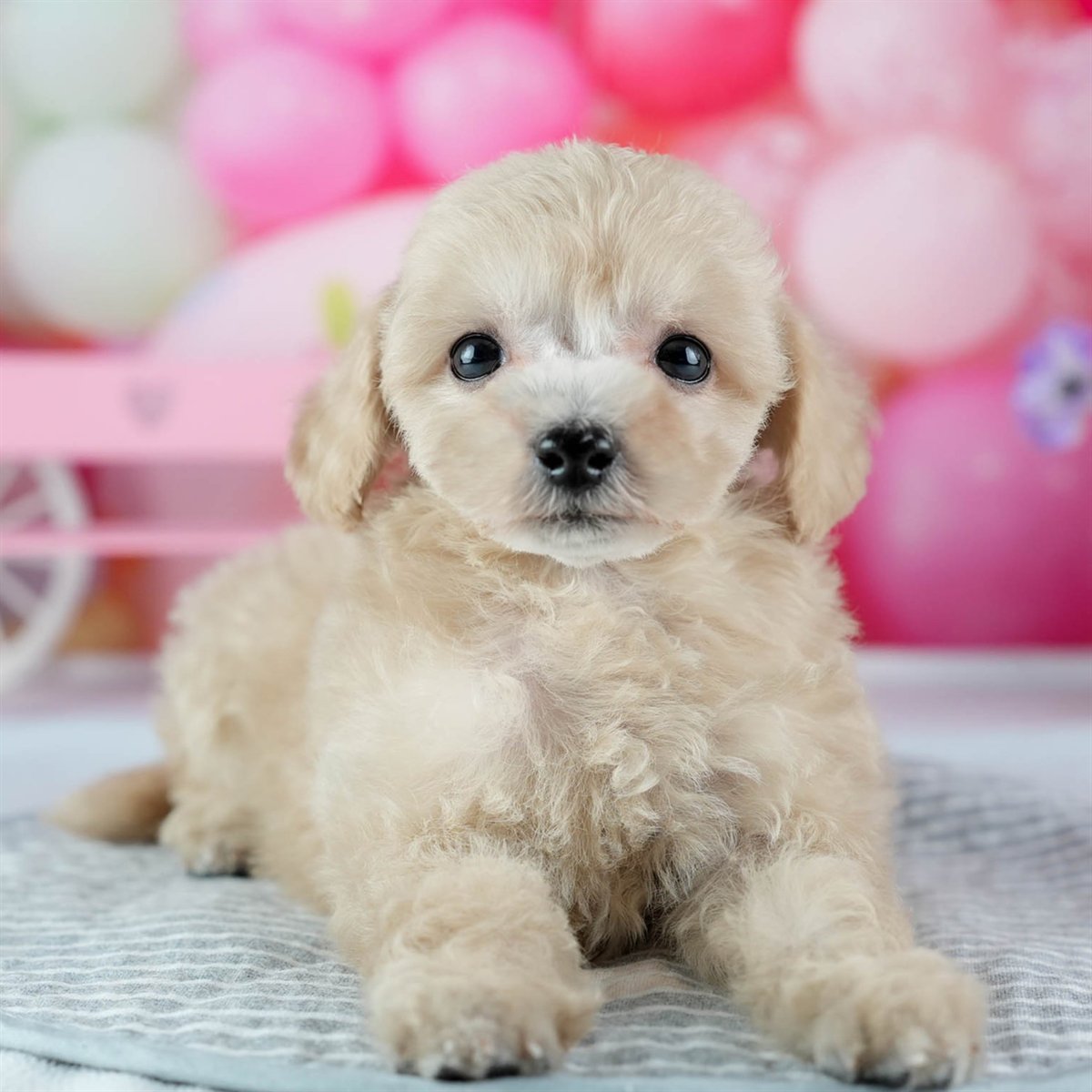 ビションプー | 女の子 | アプリコット | 2026年2月16日（ID:dog-200015597）