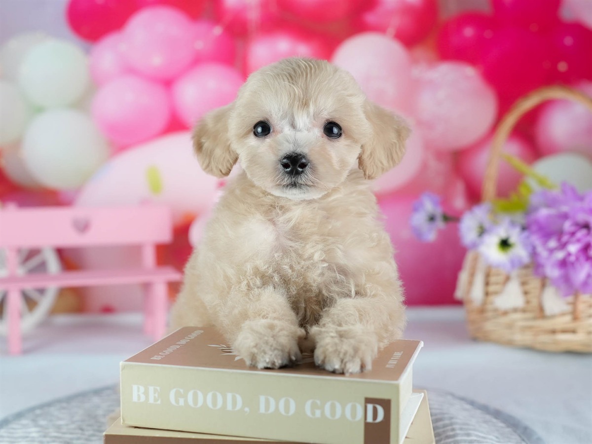 ビションプー | 女の子 | アプリコット | 2026年2月16日（ID:dog-200015597）