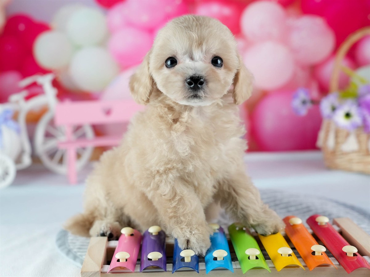 ビションプー | 女の子 | アプリコット | 2026年2月16日（ID:dog-200015597）