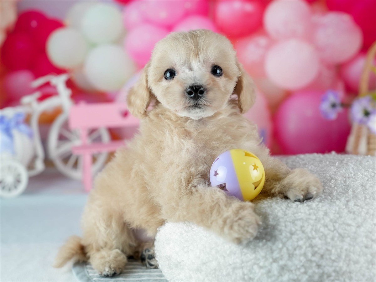 ビションプー | 女の子 | アプリコット | 2026年2月16日（ID:dog-200015597）