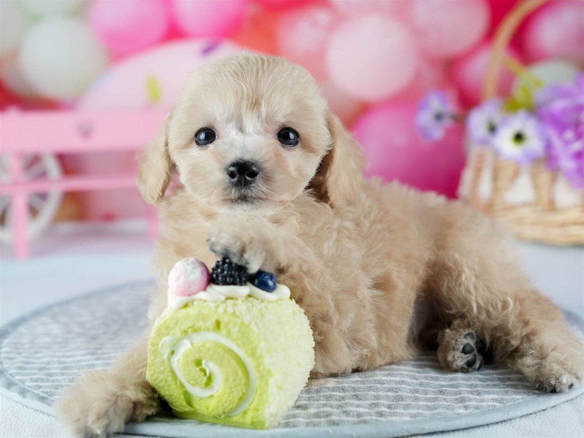 ビションプー | 女の子 | アプリコット | 2026年2月16日（ID:dog-200015597）