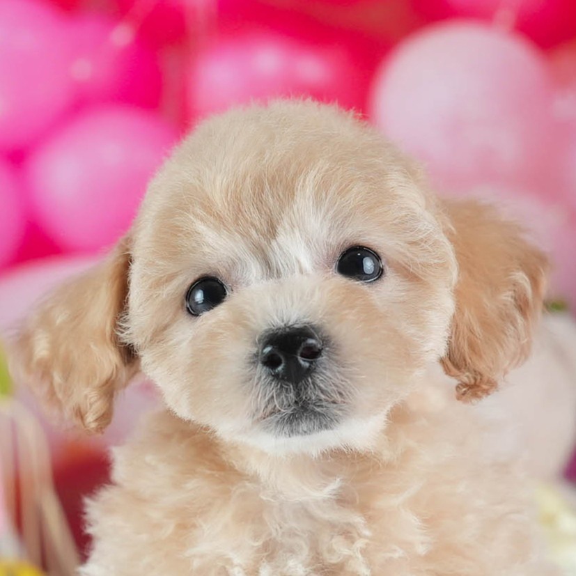 ビションプー | 女の子 | アプリコット | 2026年2月16日（ID:dog-200015598）