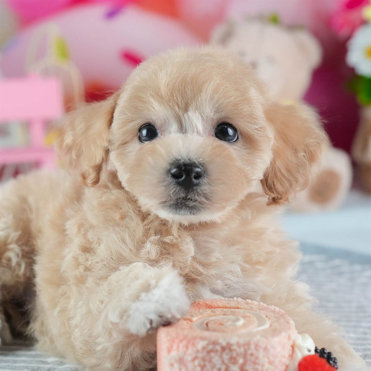 ビションプー | 女の子 | アプリコット | 2026年2月16日（ID:dog-200015598）