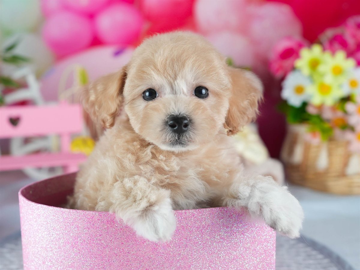 ビションプー | 女の子 | アプリコット | 2026年2月16日（ID:dog-200015598）