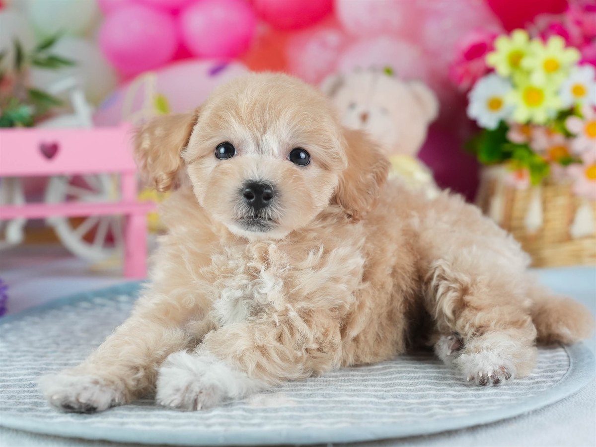 ビションプー | 女の子 | アプリコット | 2026年2月16日（ID:dog-200015598）