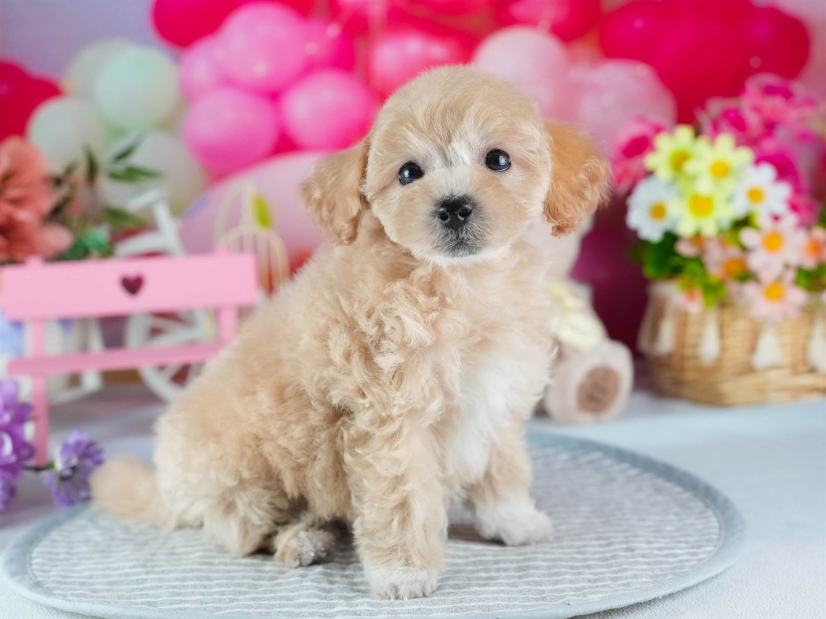 ビションプー | 女の子 | アプリコット | 2026年2月16日（ID:dog-200015598）