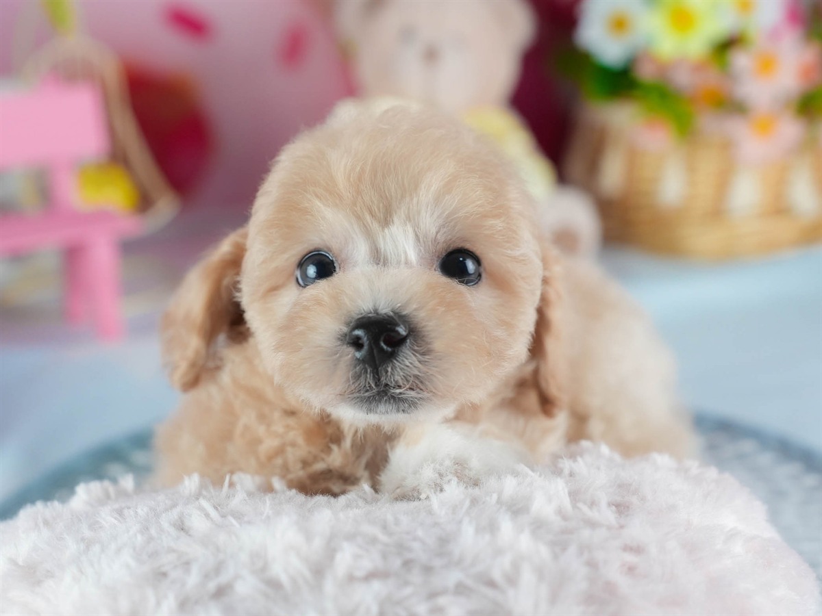 ビションプー | 女の子 | アプリコット | 2026年2月16日（ID:dog-200015598）