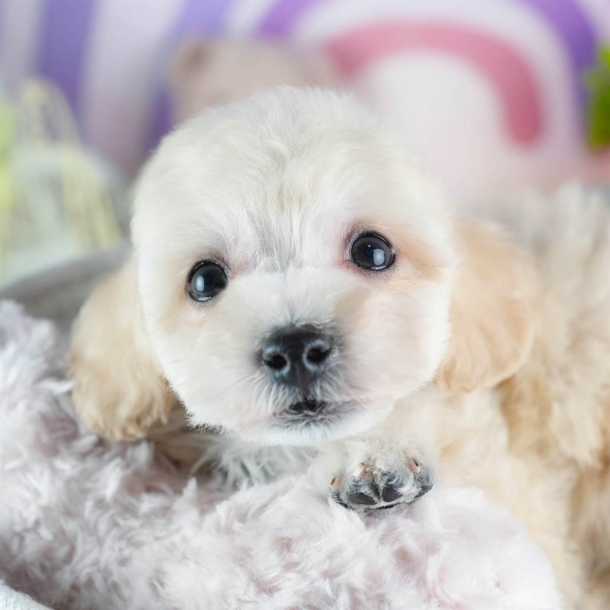 ビションプー | 男の子 | クリーム | 2026年2月16日（ID:dog-200015599）