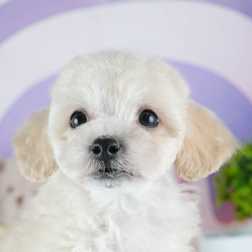 ビションプー | 男の子 | クリーム | 2026年2月16日（ID:dog-200015599）