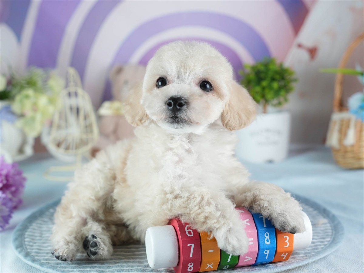 ビションプー | 男の子 | クリーム | 2026年2月16日（ID:dog-200015599）