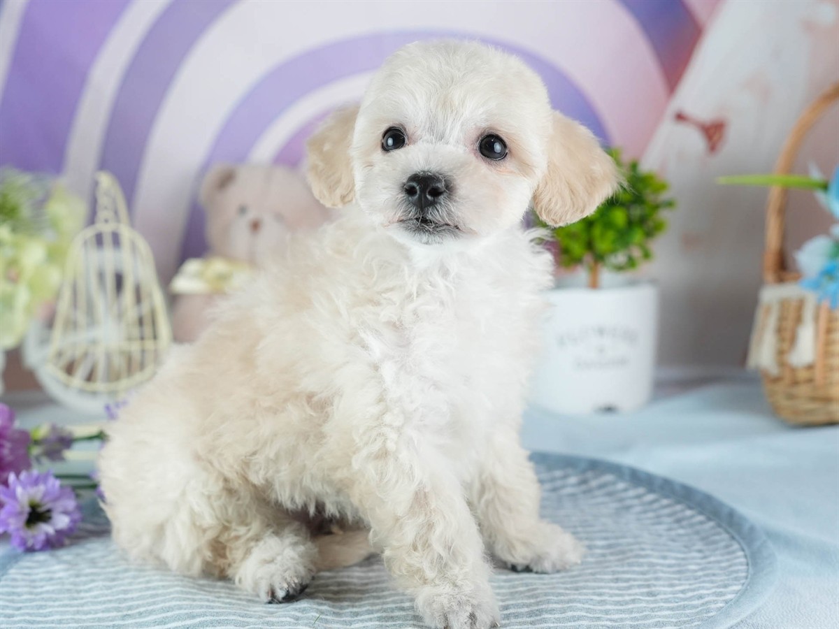 ビションプー | 男の子 | クリーム | 2026年2月16日（ID:dog-200015599）