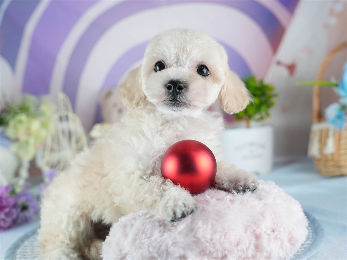 ビションプー | 男の子 | クリーム | 2026年2月16日（ID:dog-200015599）