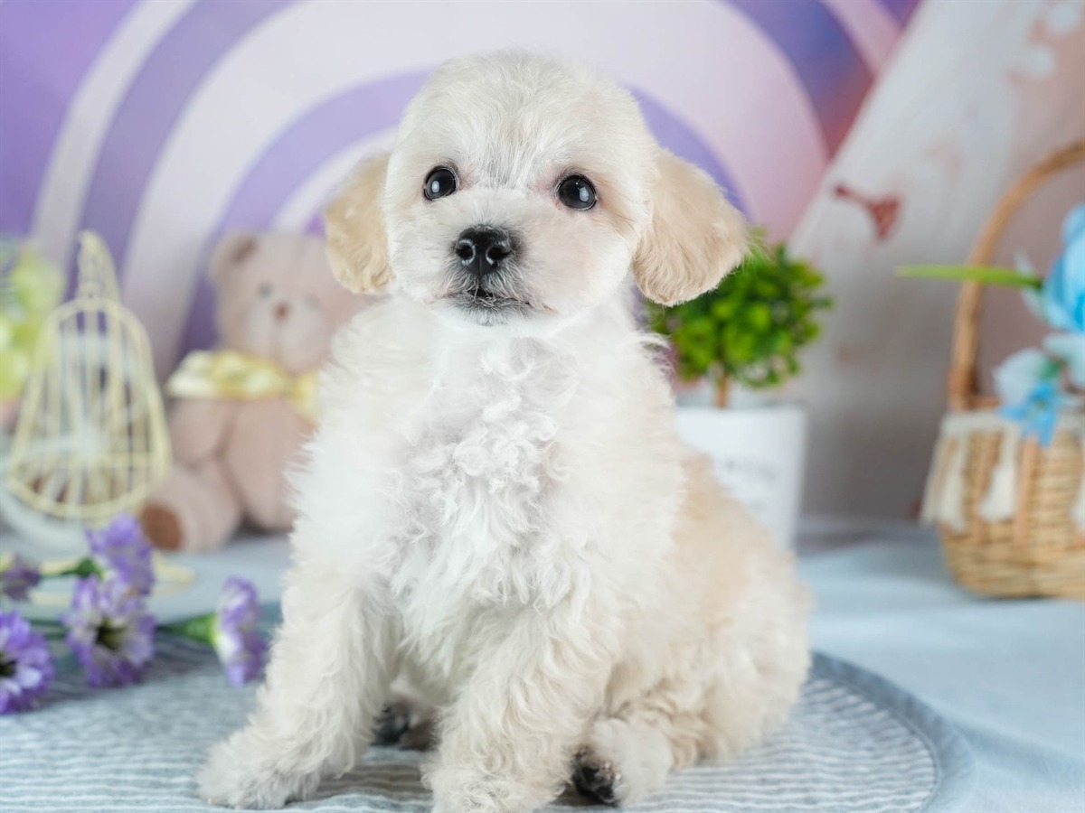 ビションプー | 男の子 | クリーム | 2026年2月16日（ID:dog-200015599）