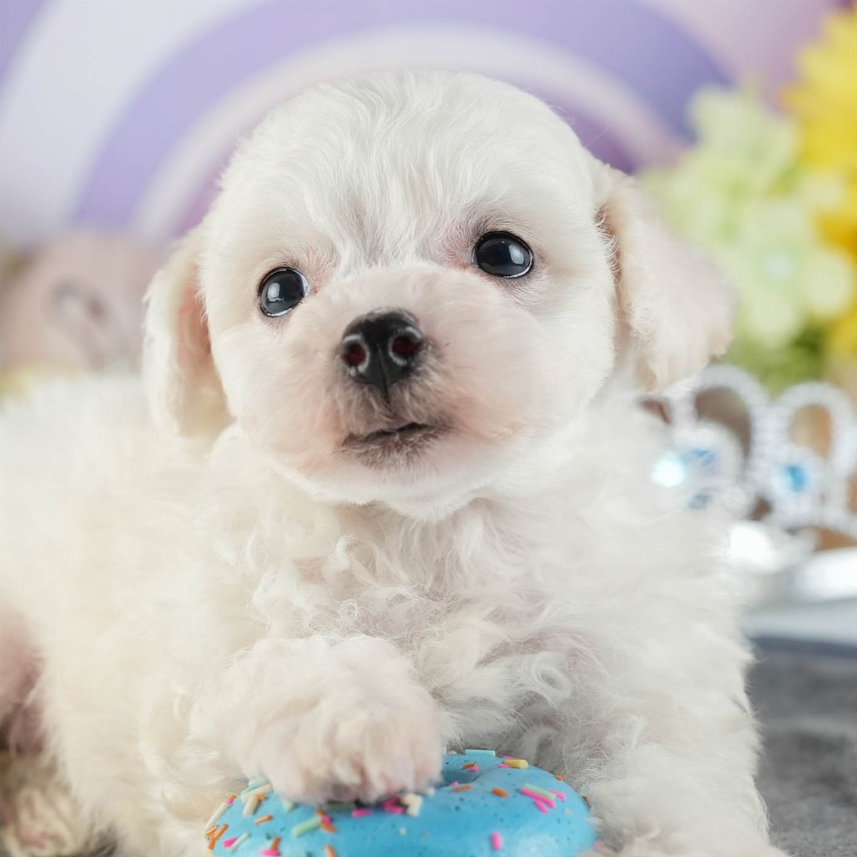 ビションフリーゼ | 男の子 | ホワイト | 2026年2月16日(ID:dog-200015600)