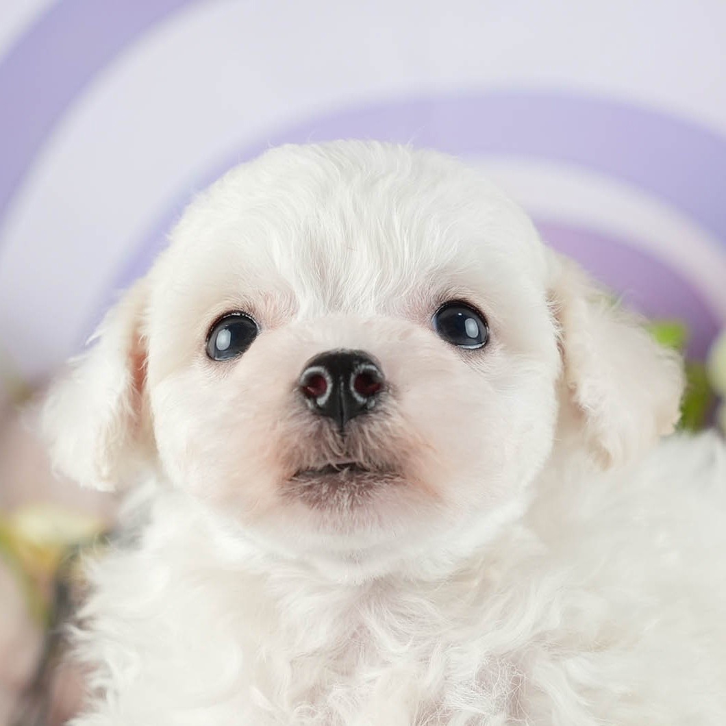 ビションフリーゼ | 男の子 | ホワイト | 2026年2月16日（ID:dog-200015600）