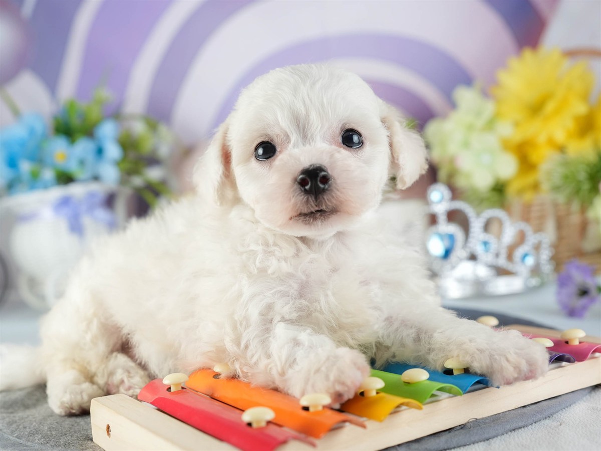 ビションフリーゼ | 男の子 | ホワイト | 2026年2月16日（ID:dog-200015600）