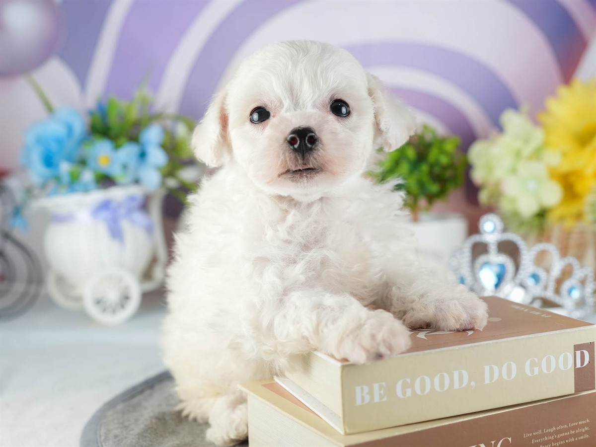 ビションフリーゼ | 男の子 | ホワイト | 2026年2月16日（ID:dog-200015600）