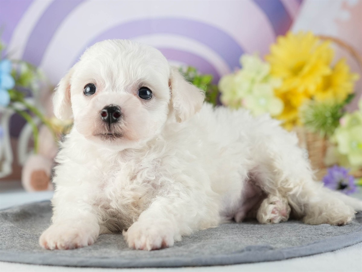 ビションフリーゼ | 男の子 | ホワイト | 2026年2月16日（ID:dog-200015600）